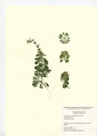Herbarium mount of Limnophila species plant found in pet store