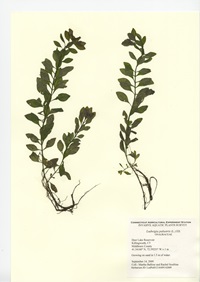 Ludwigia palustris, Deer Lake Reservoir in Killingworth September 14, 2009