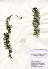Myriophyllum heterophyllum, Anderson Pond in North Stonington, August 24, 2012