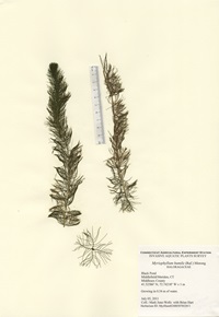 Myriophyllum humile Black Pond in Middlefield/Meriden, July 5, 2011