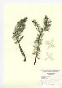 Myriophyllum species, in cultivation at All Pets Club in Wallingford, August 28, 2009