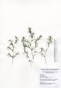 Najas flexilis, Gorton Pond in East Lyme, July 9, 2015