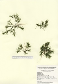 Najas gracillima, Beseck Lake in Middlefield, June 27, 2011