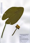 Nuphar variegata, Middle Bolton Lake in Vernon, July 14, 2020