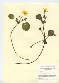 Nymphoides peltata, Williamson Pond in Columbia, August 11, 2008