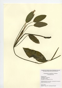 Potamogeton amplifolius, Pistapaug Pond in Wallingford June 29, 2005