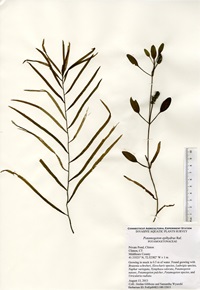 Potamogeton epihydrus, Private Pond in Clinton, August 13, 2013
