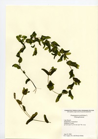 Potamogeton perfoliatus, Lake Beseck in Middlefield, June 22, 2004