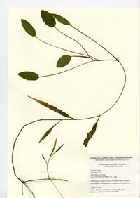 Potamogeton Pulcher, Young Pond in Branford, July 1, 2009