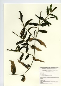 Potamogeton richardsonii, Indian Lake in Sharon, June 29, 2009