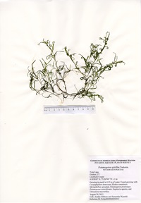 Potamogeton spirillus, Tyler Lake in Goshen, August 30, 2013