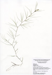 Potamogeton vaseyi, Bashan Lake in East Haddam, July 10, 2019