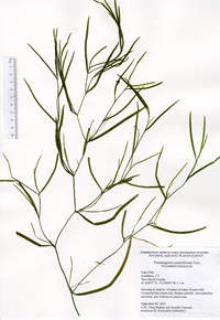 Potamogeton zosteriformis, Lake Zoar in Southbury, September 3, 2015