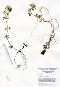 Ranunculus longirostris, Mudge Pond in Sharon, September 22, 2015