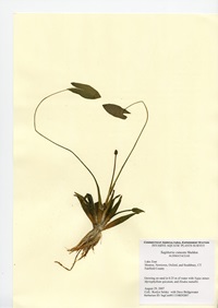 Sagittaria cuneata, Lake Zoar in Southbury, Monroe, Newtown, and Oxford, August 29, 2007