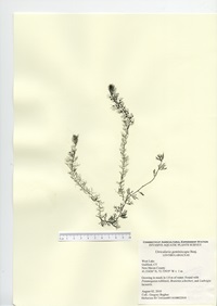 Utricularia geminiscapa, West Lake in Guilford, August 2, 2010