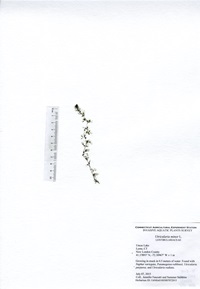 Utricularia minor, Uncas Lake in Lyme, July 7, 2015