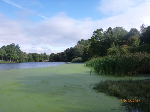 Ajello's Pond, Seymour 2016
