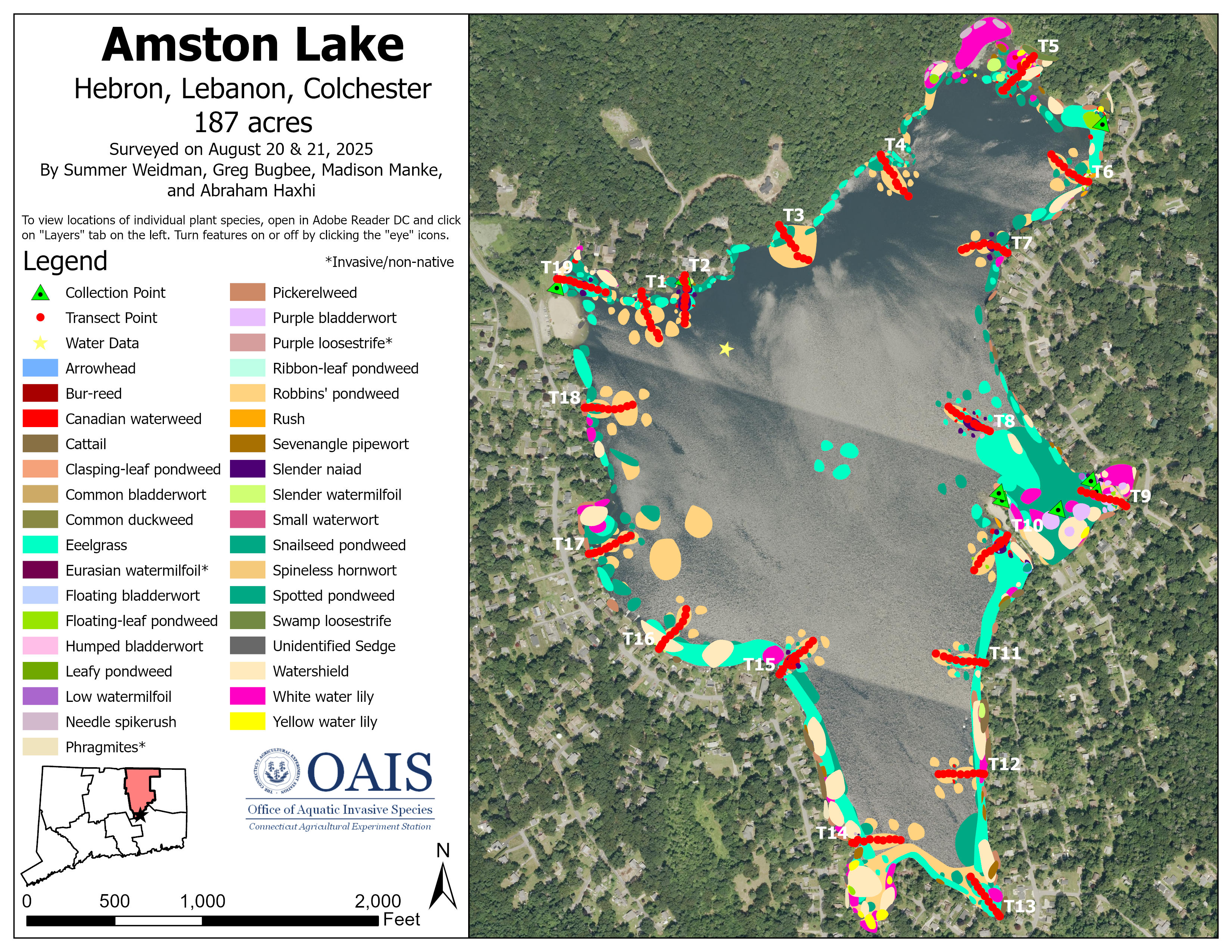 This is a map of the aquatic vegetation documented in Amston Lake during the 2025 survey.