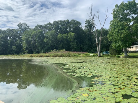 Algal bloom in Avery Pond during 2023 vegetation survey.