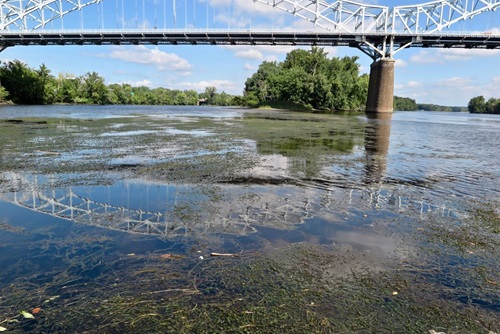 Hydrilla in the Connecticut River