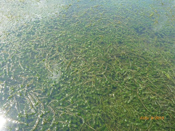 Hydrilla in the Connecticut River 2019