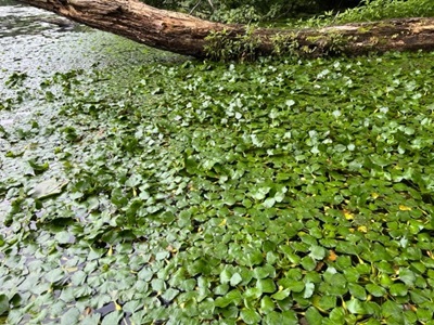 Photo of the waterchestnut patch in Lake Elise.