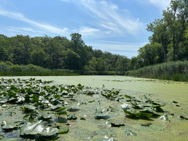 Image of upper Fox Hill Lake on July 3, 2025, shows the extent of the greater duckweed and watermeal growth.