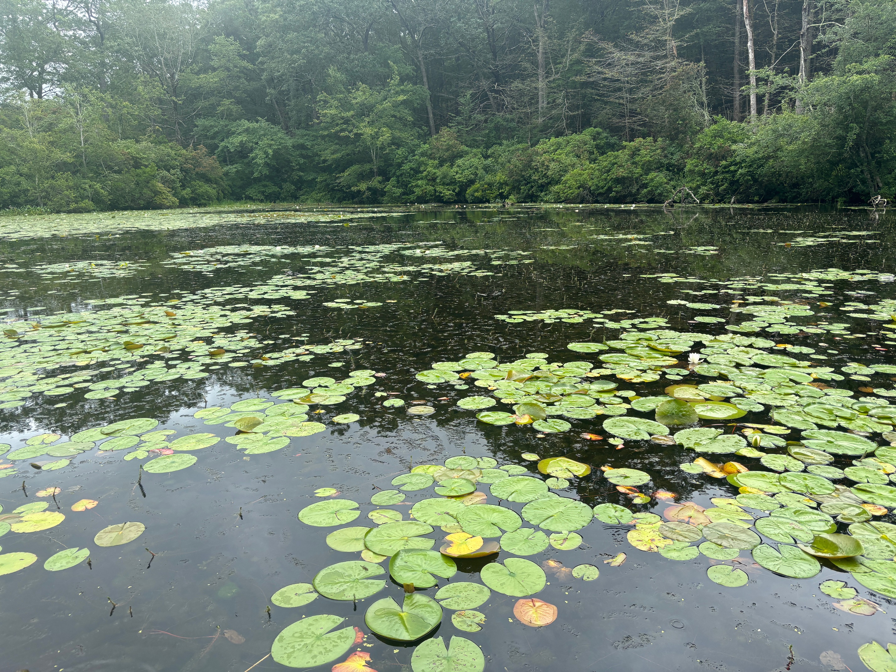 Photo of aquatic vegetation taken during the 2025 survey.