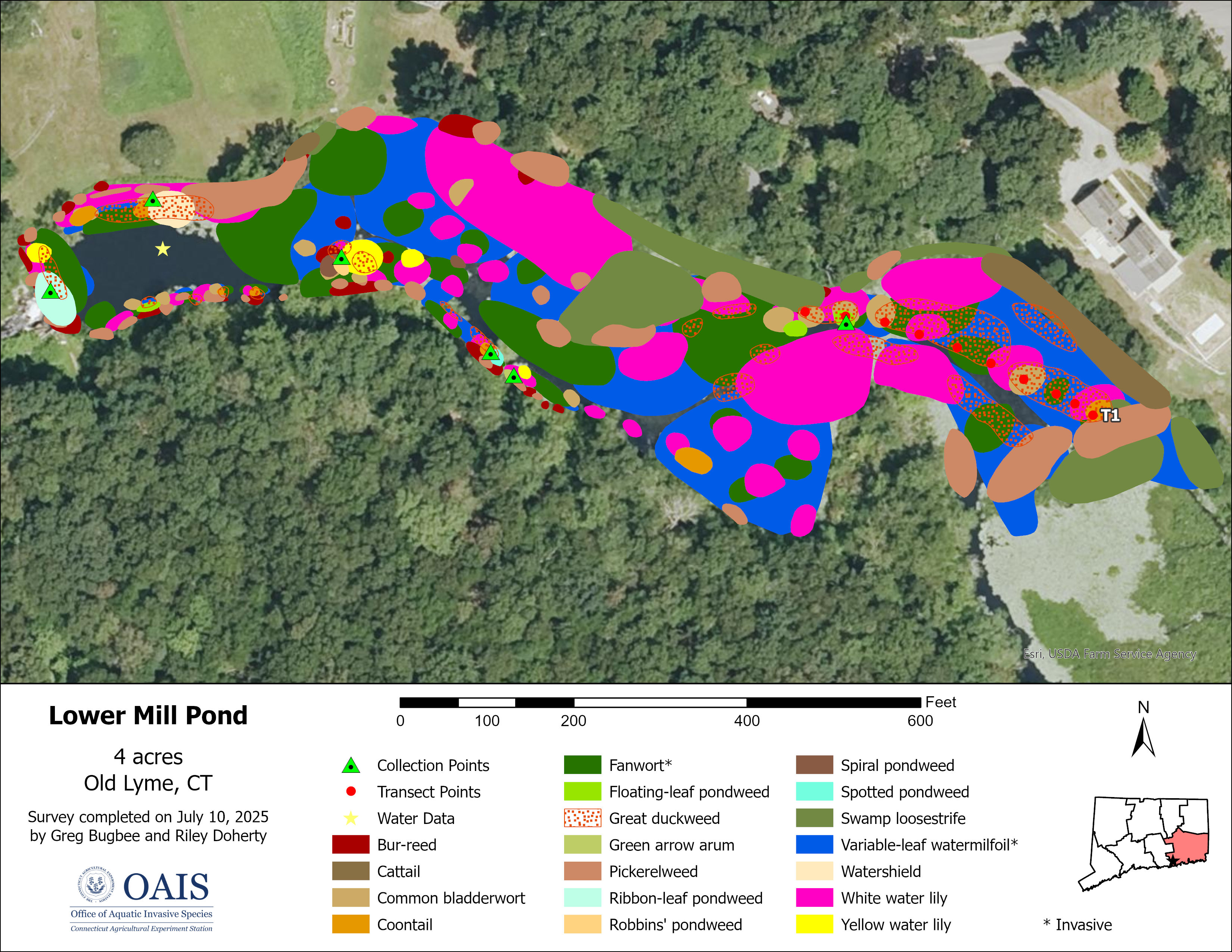 Map of aquatic vegetation documented in Lower Mill Pond during the 2025 survey.