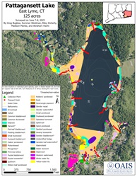 Map of the aquatic vegetation documented in Pattagansett Lake during the 2025 survey.
