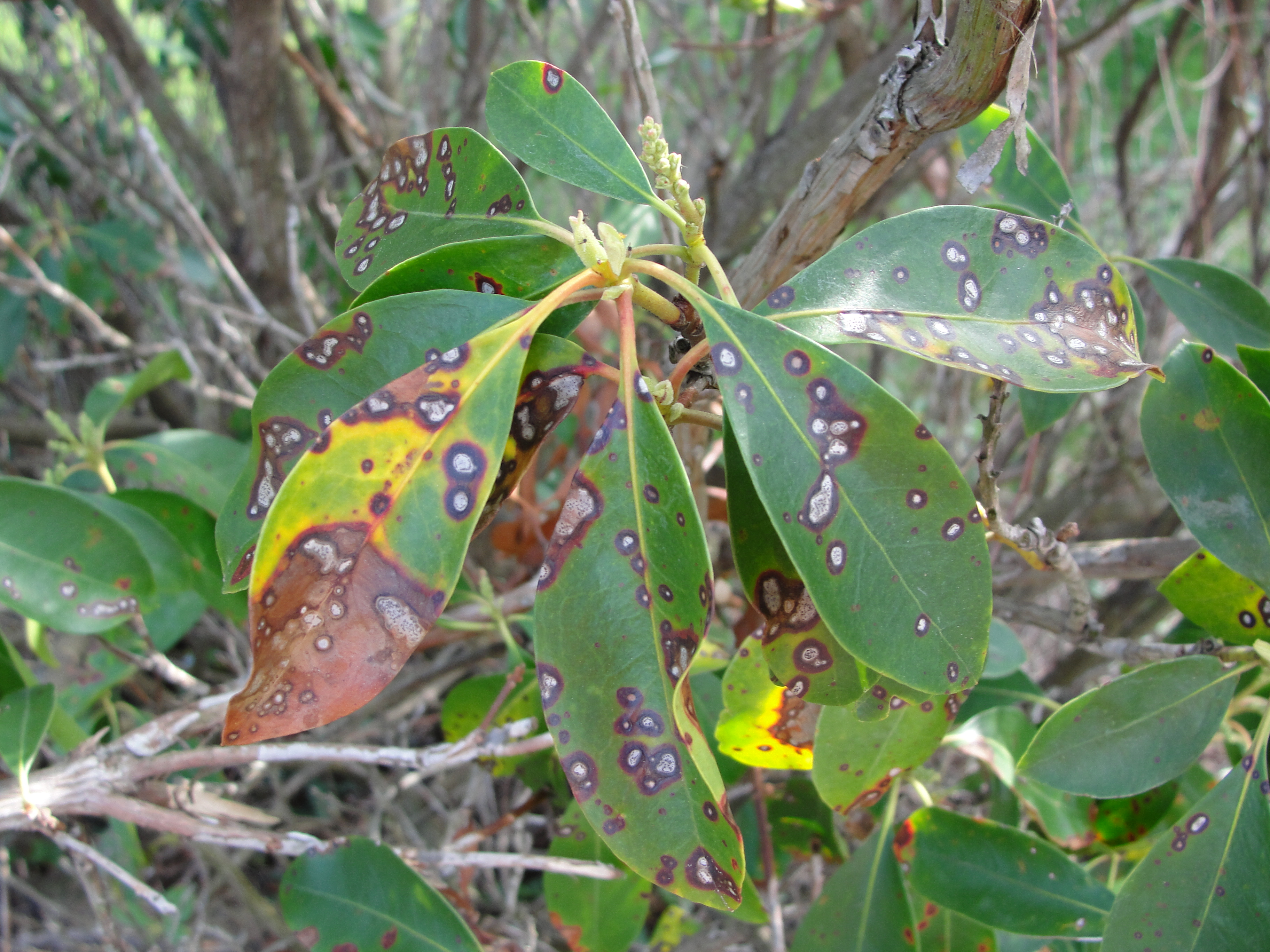 fungal leaf spot of mountain laurel with brown spots and gray center on leaves