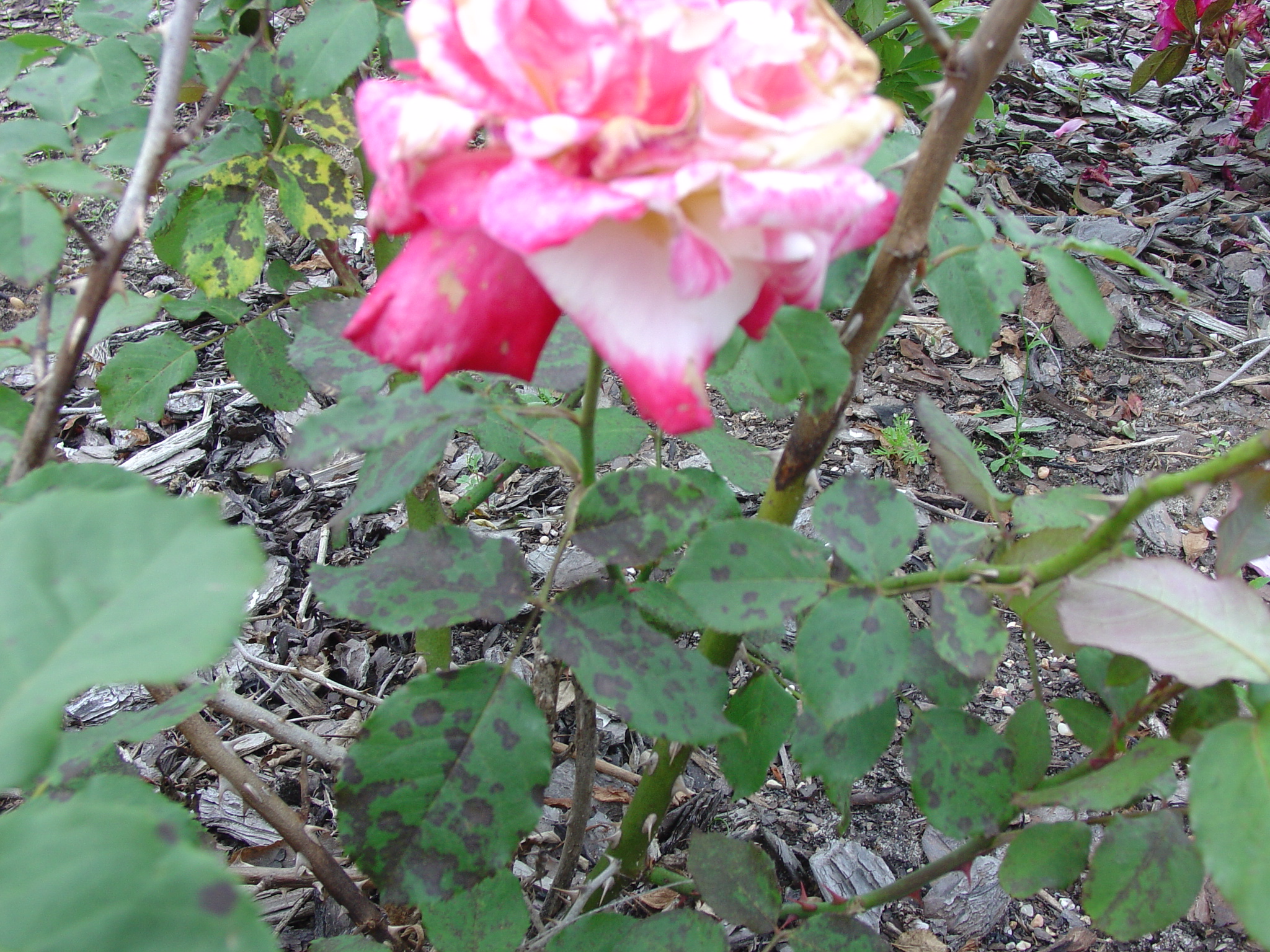 Black spot of rose with black spots on leaves