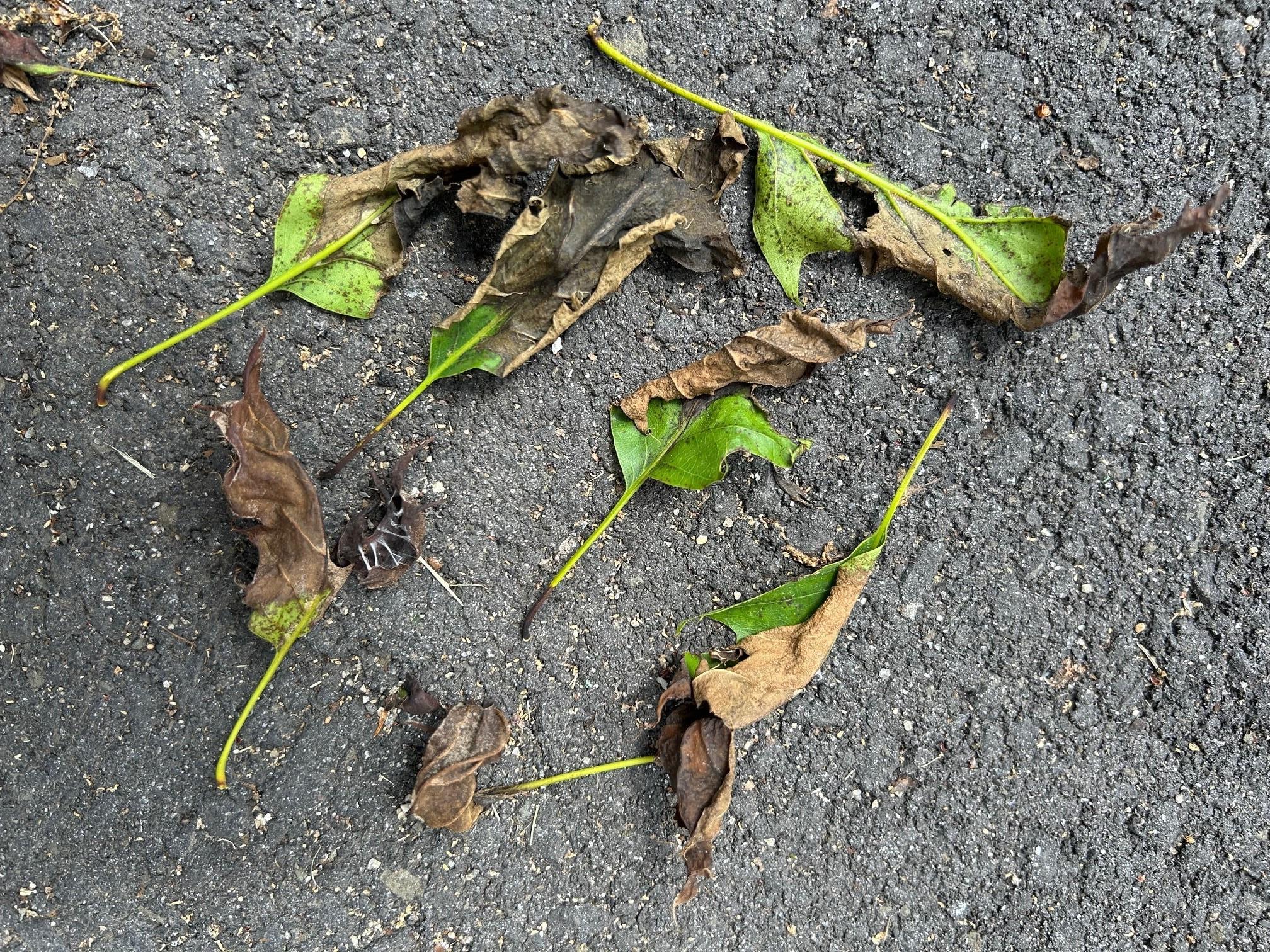 image of symptoms of oak anthracnose with browning of leaves