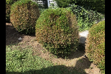 boxwood blight with sudden defoliation