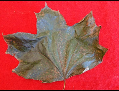 brown spots on a maple leaf infected with septorial leaf spot