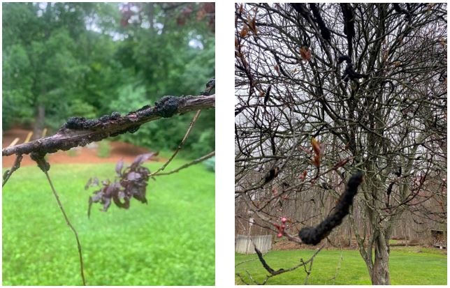 black knows on plum and cherry trees