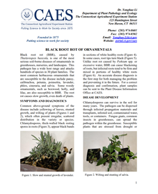 the first page of the fact sheet black root of ornamentals