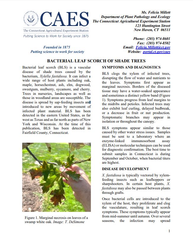 the first page of the fact sheet of bacterial leaf scorch of shade trees