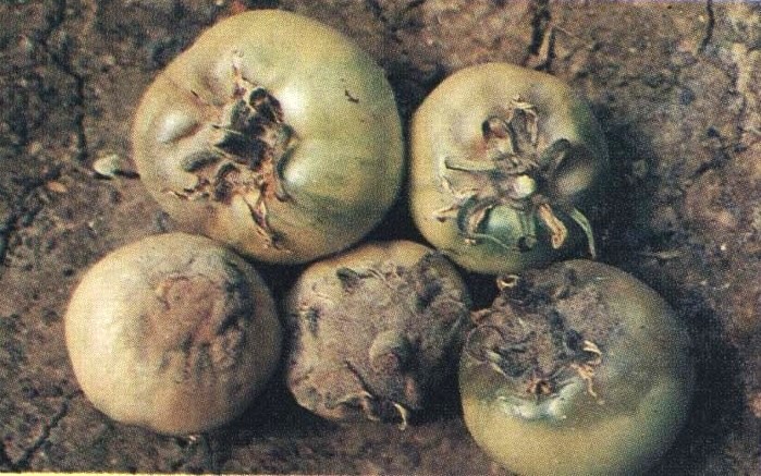 Gray mold of tomato with fruit rot and gray mold on the fruits