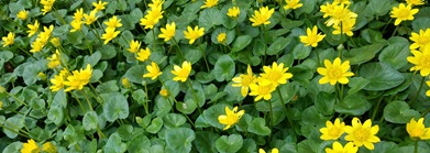 lesser celandine plants with yellow flowers