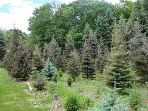 Dlphinella shoot blight with browning of new shoots on concolor fir trees