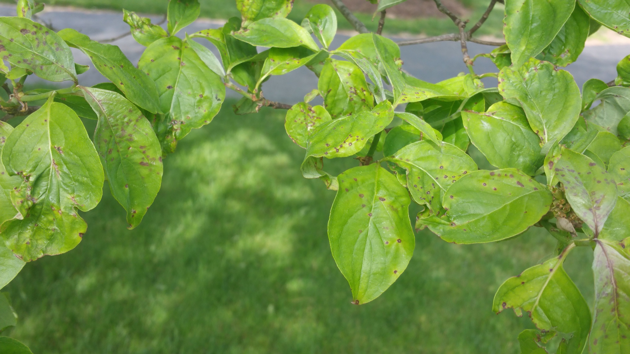 image of sympotms of dogwood anthracnose with small brown spots on leaves