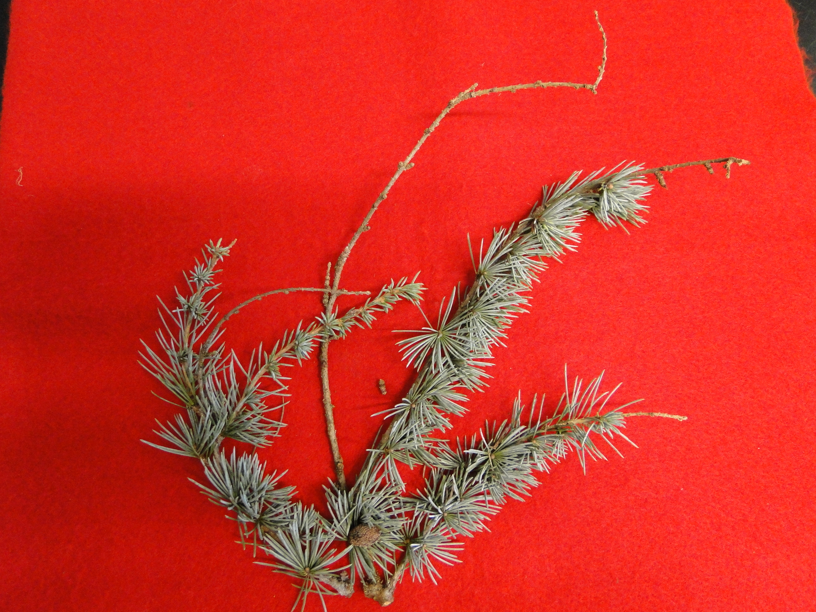 Botryosphaeria canker on a Blue Atlas cedar branch