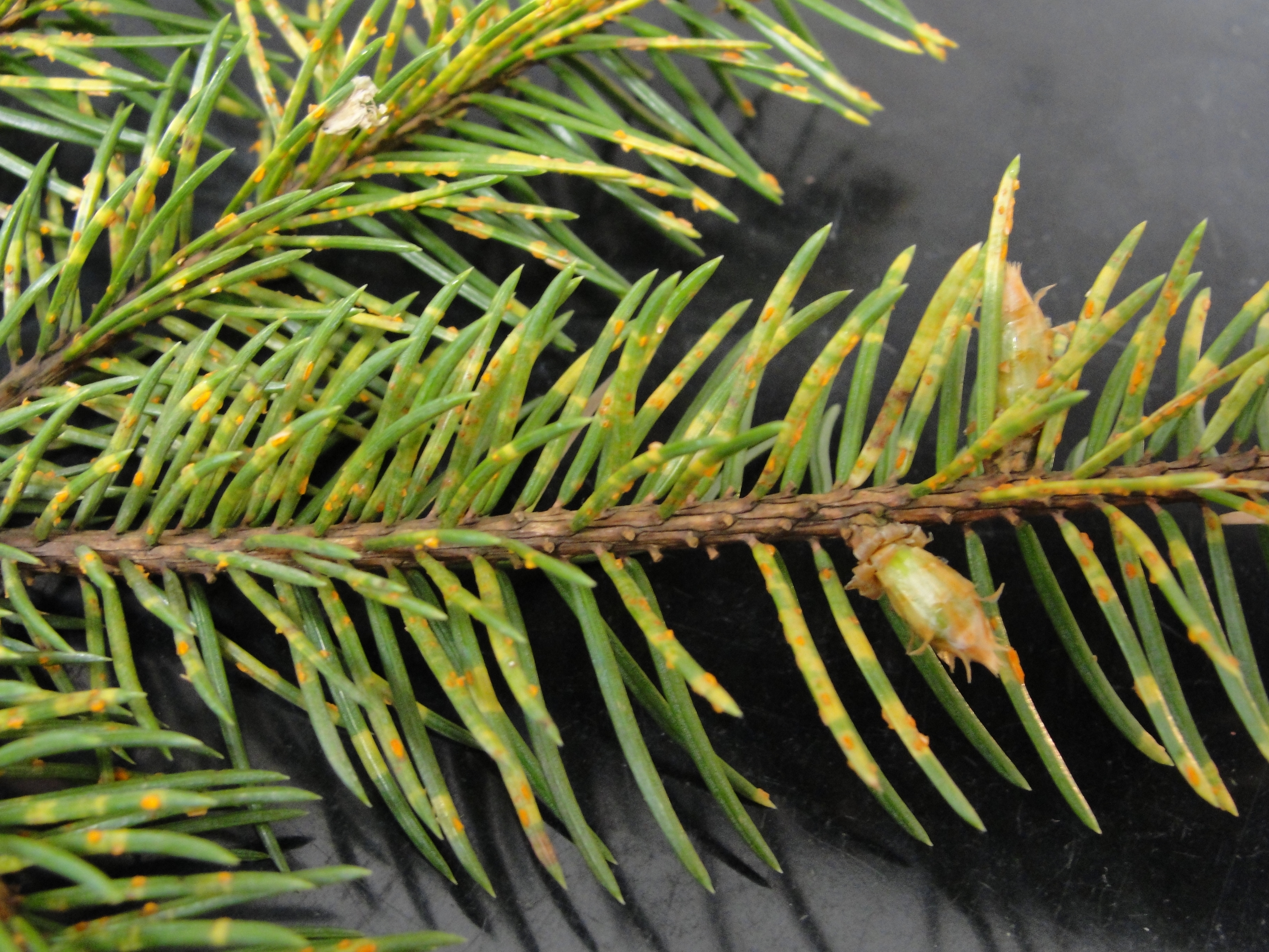 Needle rust of blue spruce