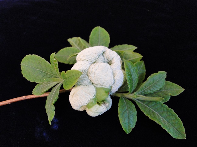 Azalea leaf gall