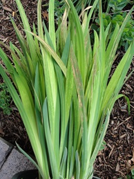 tobacco spotted wilt virus on iris with brown necrosis along the leaves