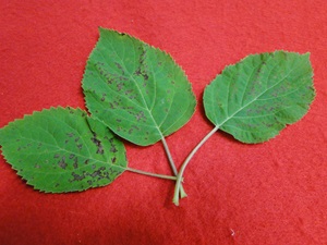 Bacterial leaf spot of hydrangea