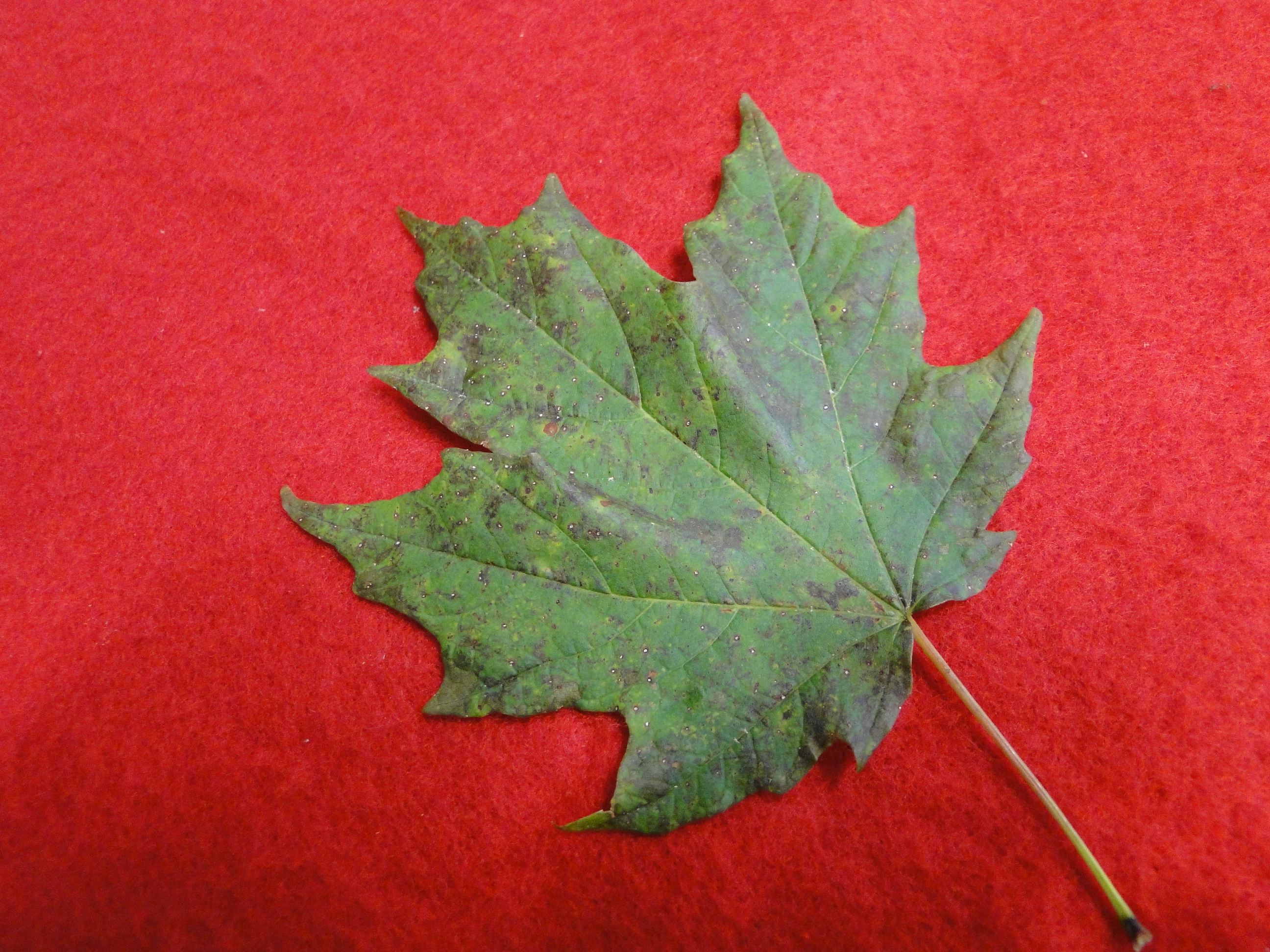 Septoria leaf spot of maple with small brown spots on a leaf