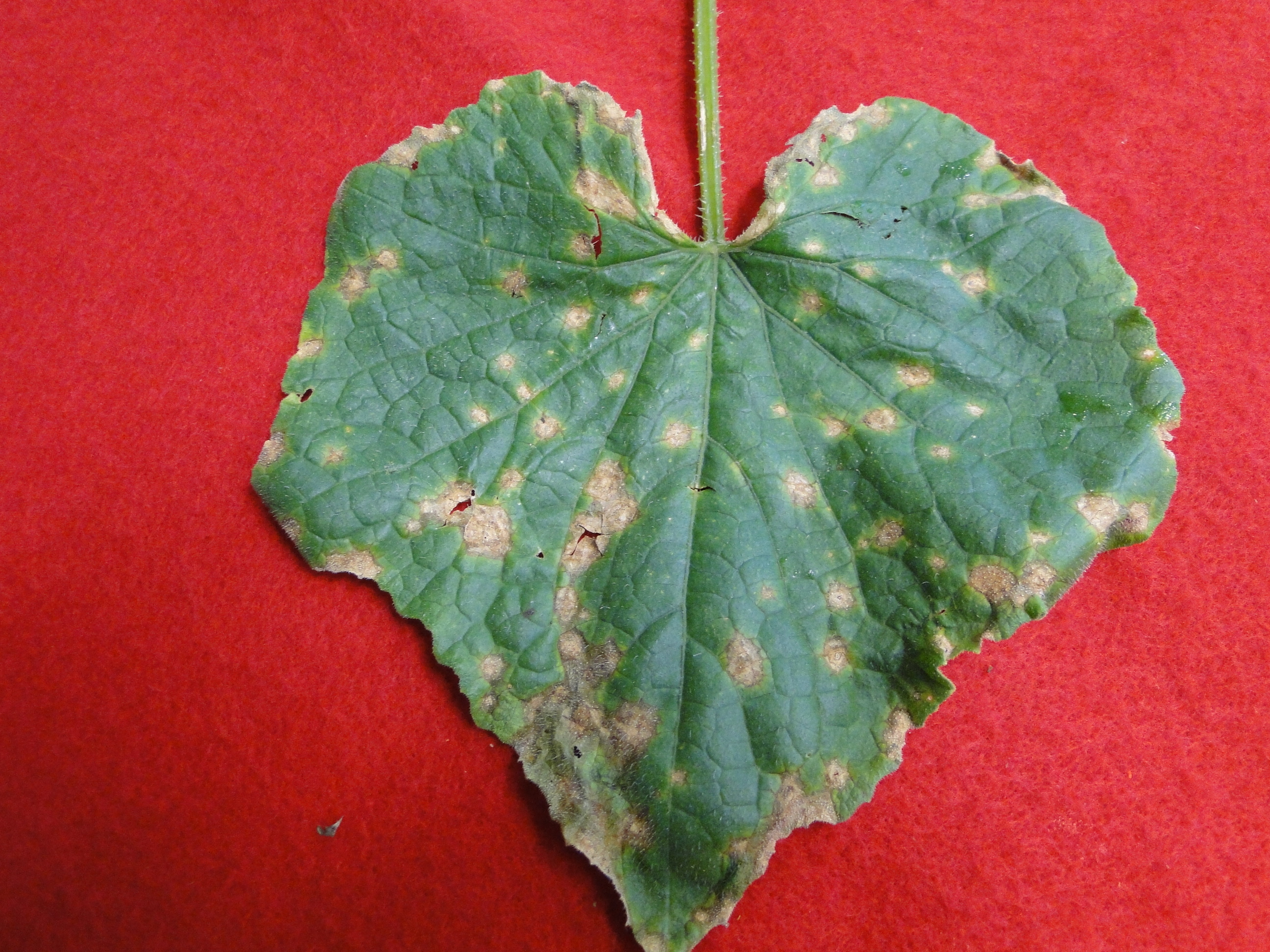 Anthracnose of cucumber with brown spots on a leaf